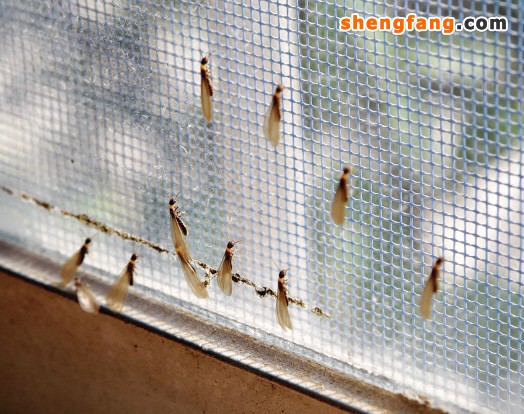 白蚁的处理方法