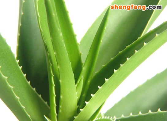 芦荟