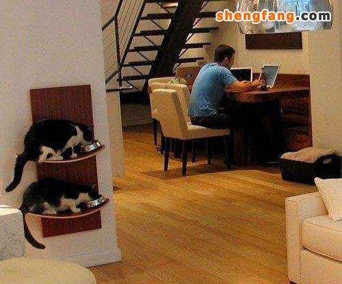 如何让宠物与家具和谐共处