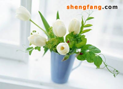 家中摆放植物的讲究