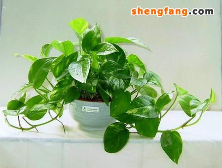 家中摆放植物的讲究