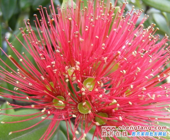 夏季防蚊植物 夏季防蚊植物