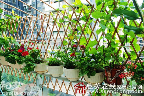 创意发行阳台成小菜园