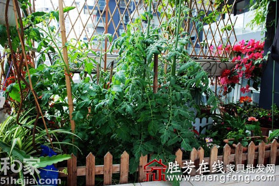 创意发行阳台成小菜园