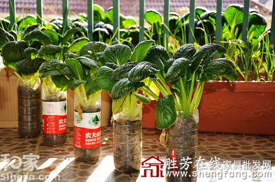 创意发行阳台成小菜园