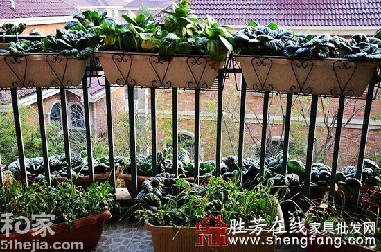 创意发行阳台成小菜园